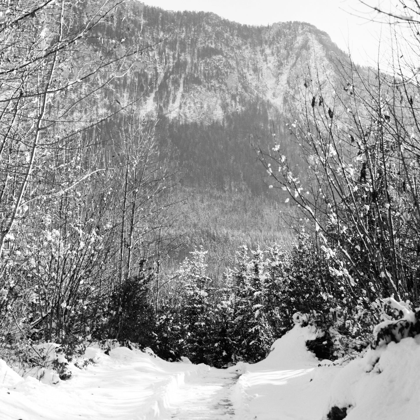 Kodak Professional T-Max 100 - 120 Roll Film
