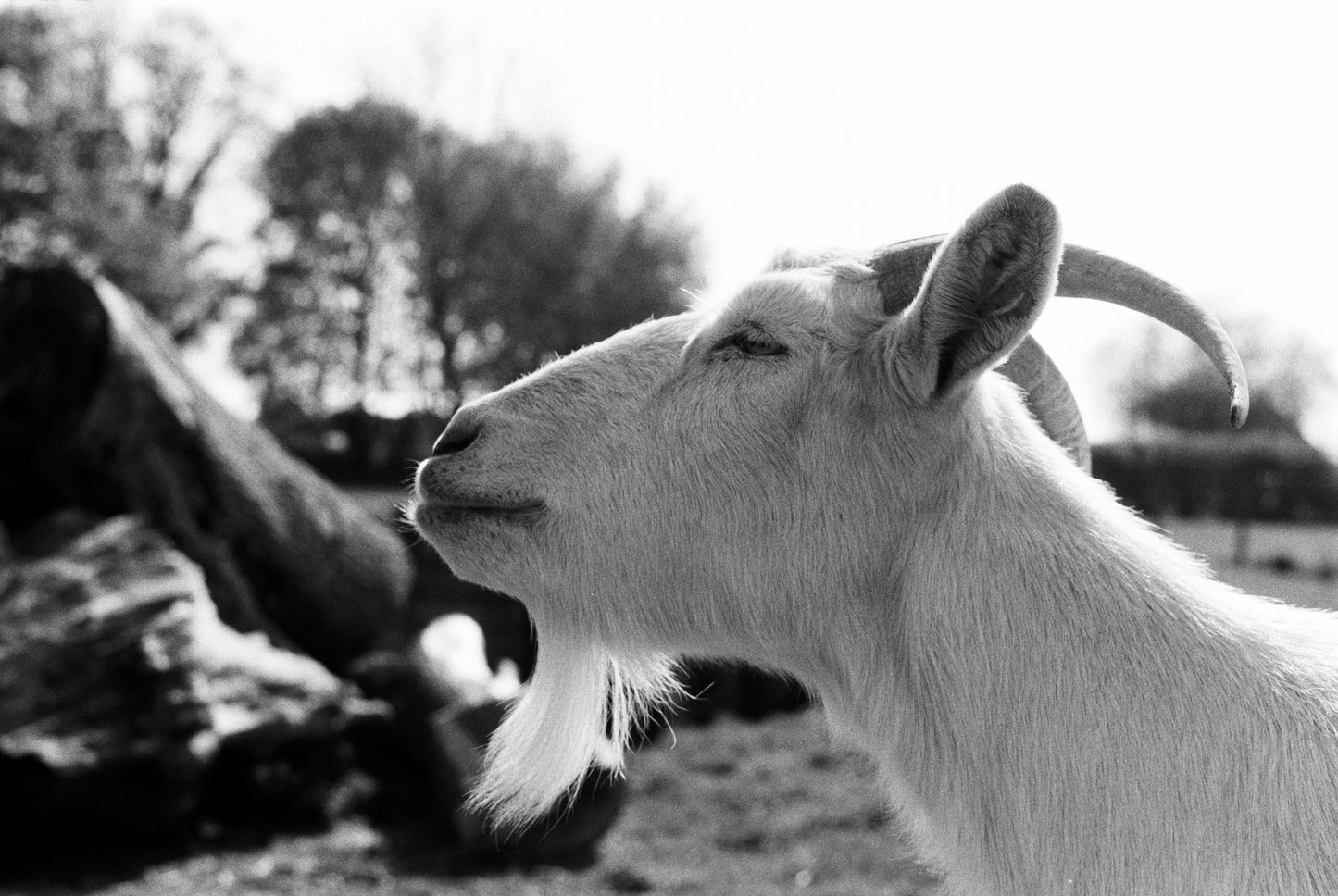 Ilford FP4 Plus - 35mm Film