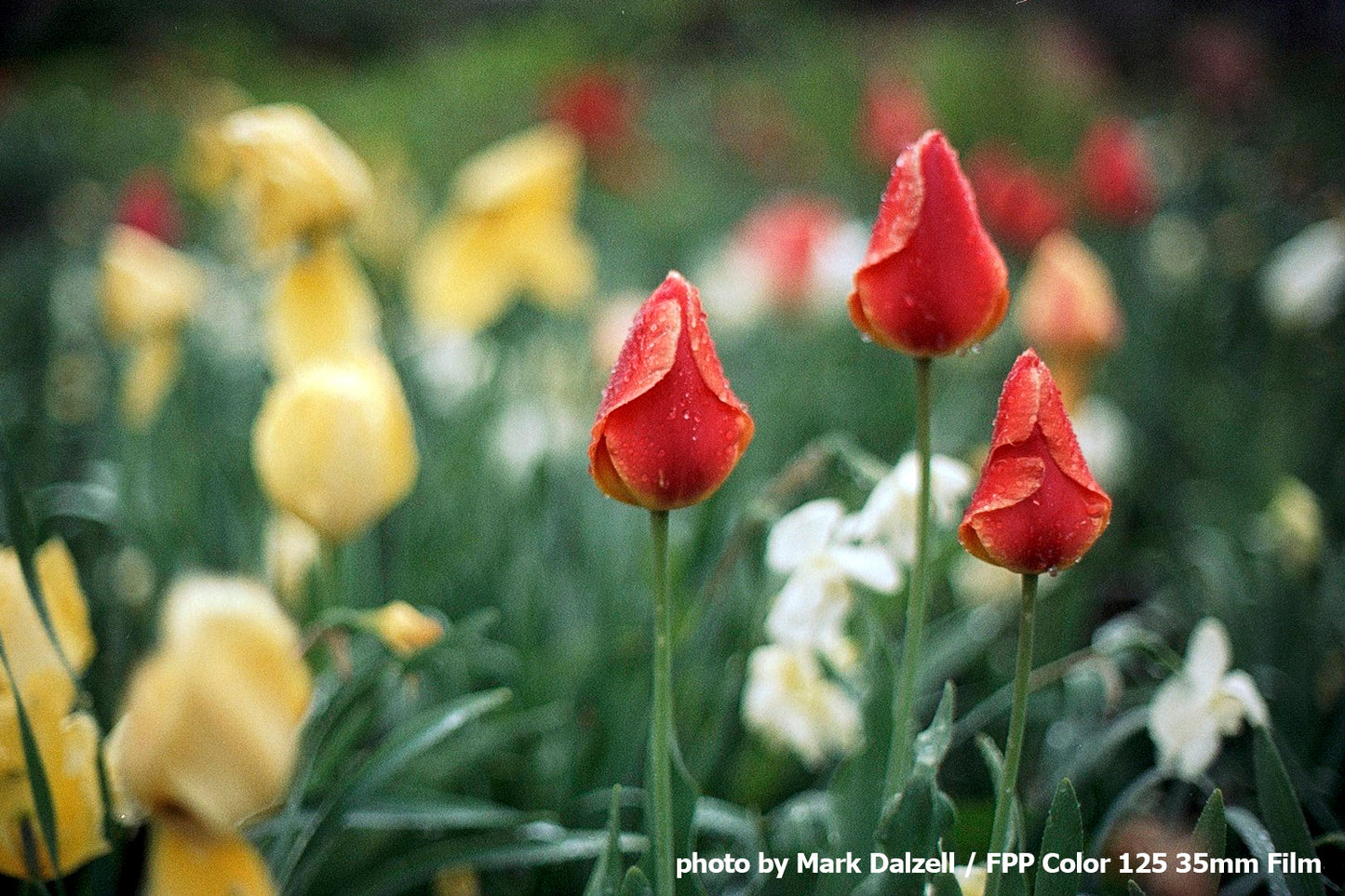 FPP Color 125 - 35mm Film