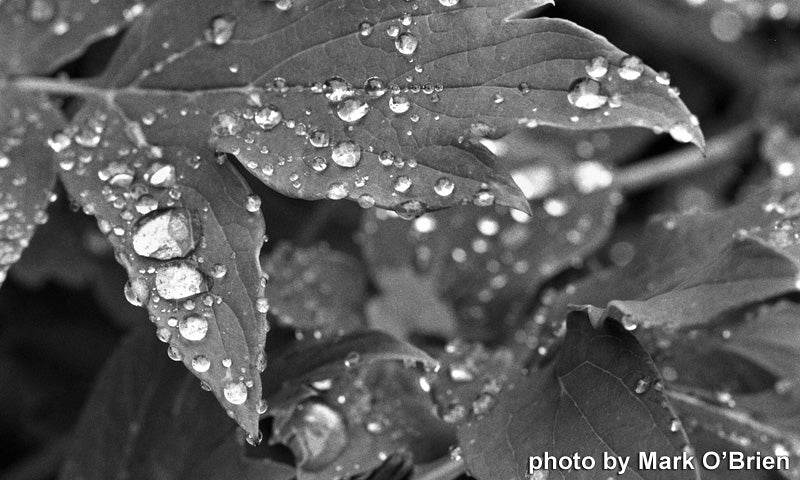 FPP Jekyll Hyde - 35mm Film