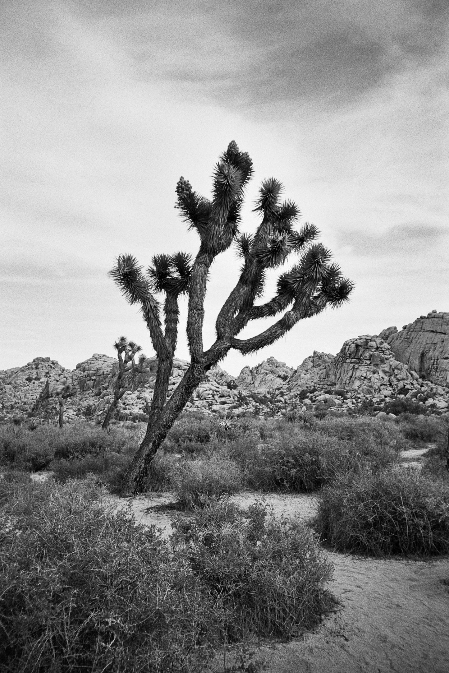 Ilford HP5 Plus - 35mm Film