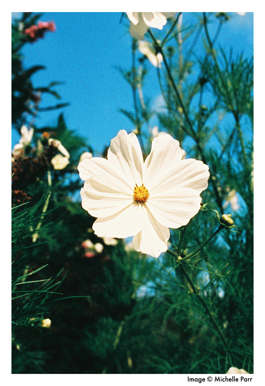 Harman Phoenix - 35mm Film