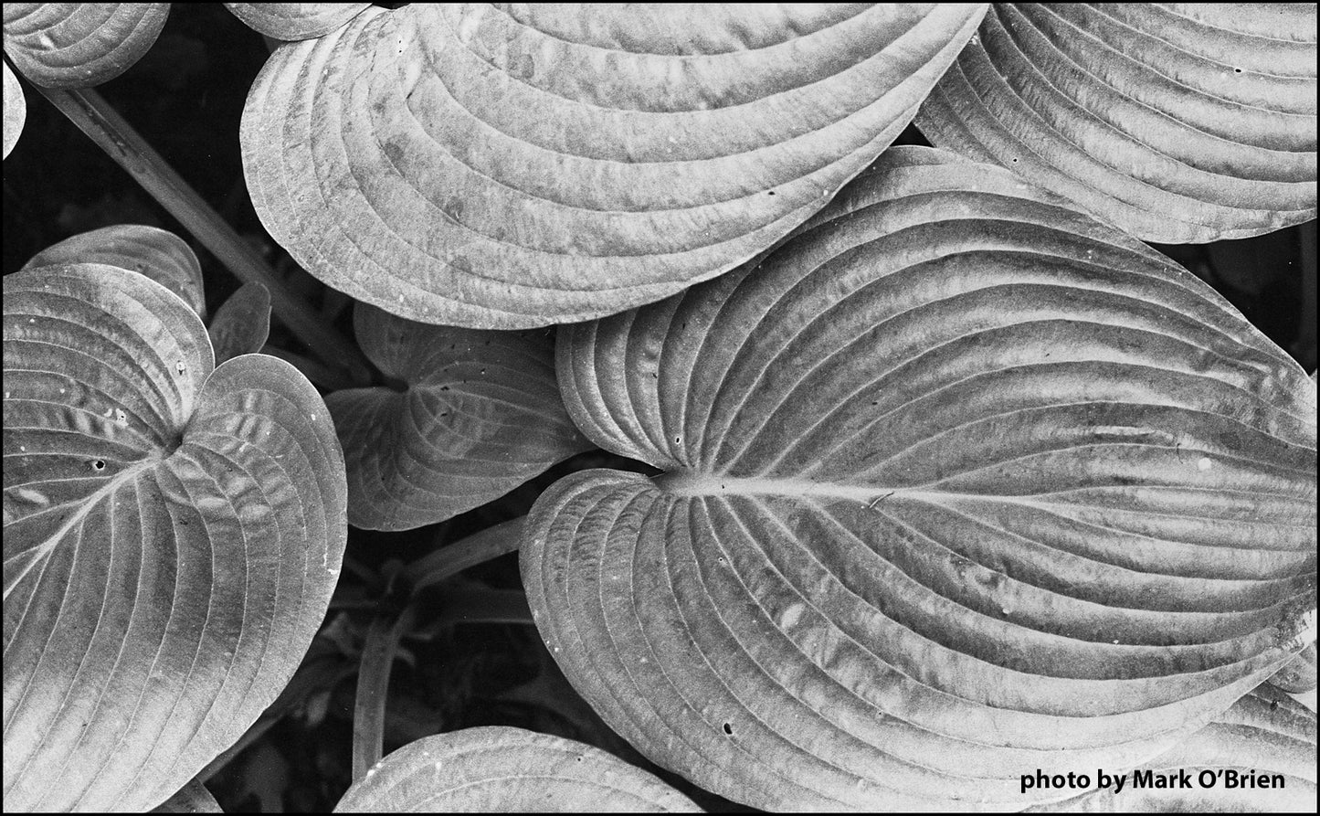 FPP X-Ray - 35mm Film