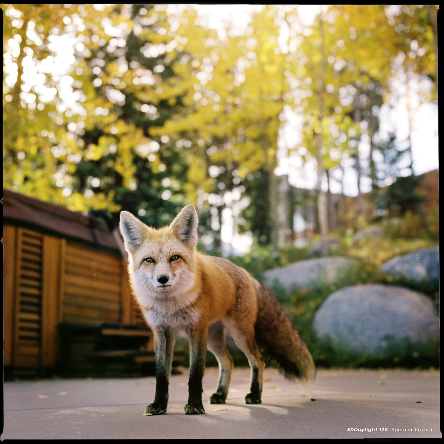 Save on CineStill 50D - 120 Format Expires 12/24