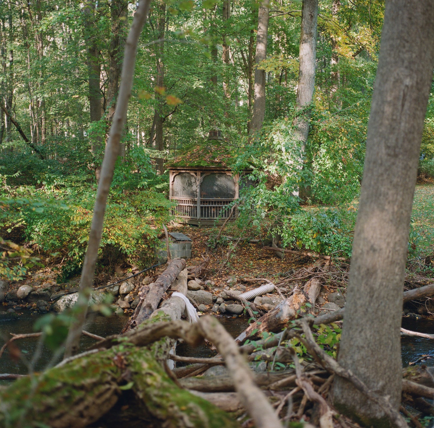 Kodak Professional Portra 800 - 120 Roll Film